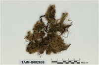 藏品(錦苔科)的圖片